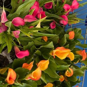 Meet your Posher, Janaie